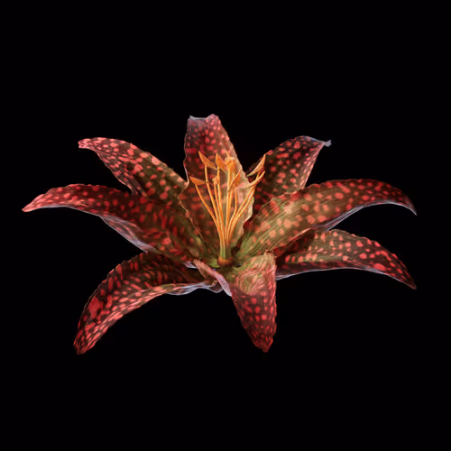 Heterosis