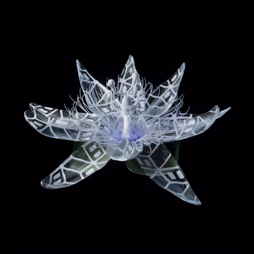 Heterosis