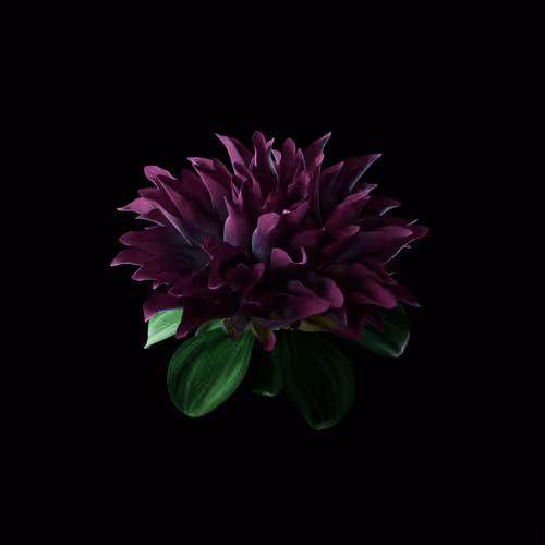 Heterosis