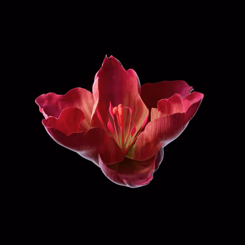 Heterosis