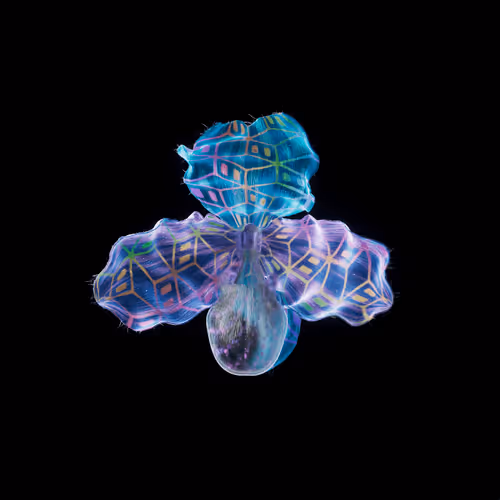 Heterosis