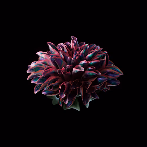 Heterosis