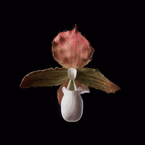 Heterosis