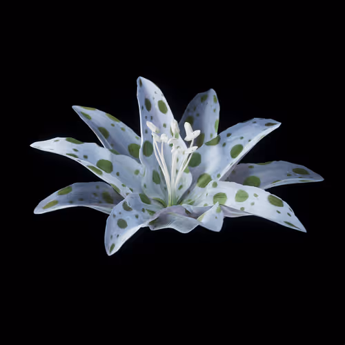 Heterosis