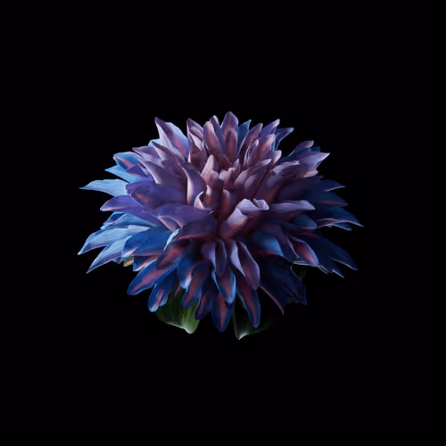 Heterosis