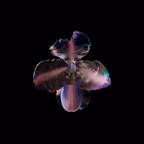 Heterosis