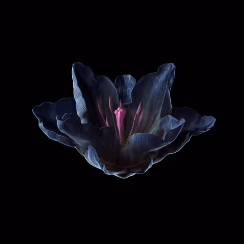 Heterosis