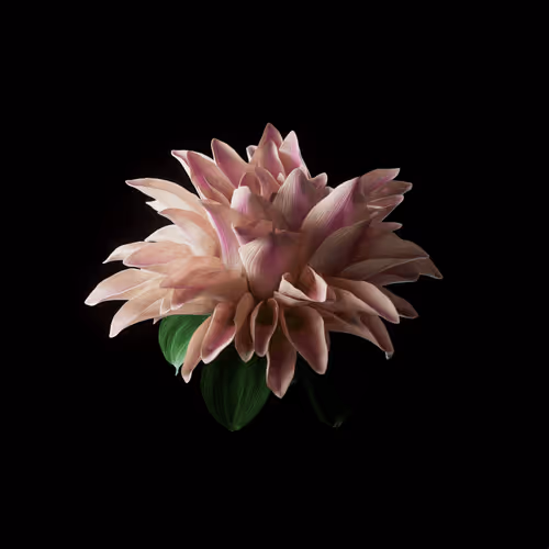 Heterosis