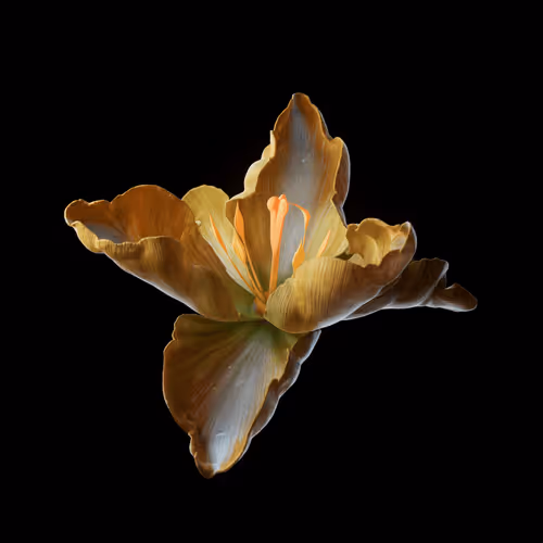 Heterosis