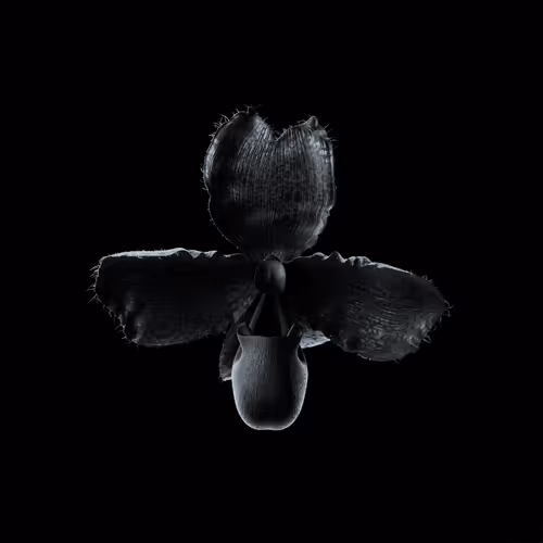 Heterosis