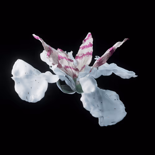 Heterosis
