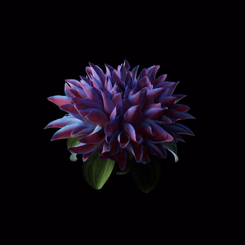 Heterosis