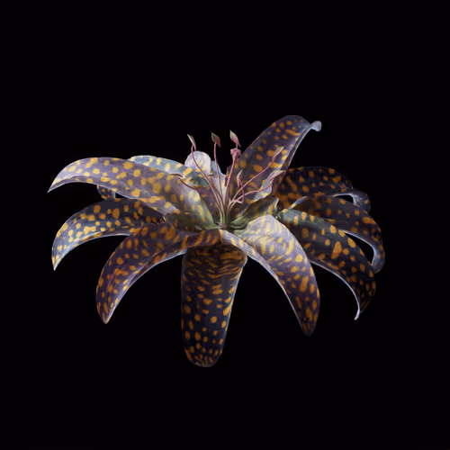 Heterosis