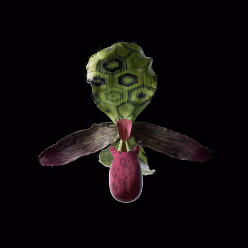 Heterosis