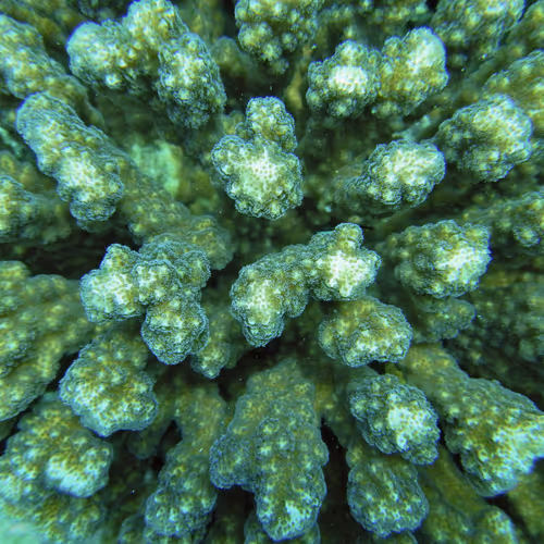 Underthesea