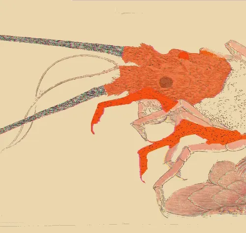 Rock Lobster