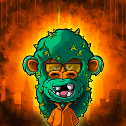 Hobo Bobo Bush