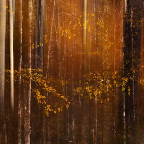 Autumnal Vibes