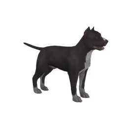 Pitbull