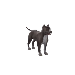 Pitbull