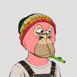Okay Ape Bear #1477