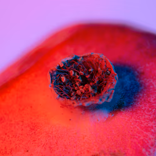 Macro Organic
