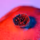 Macro Organic