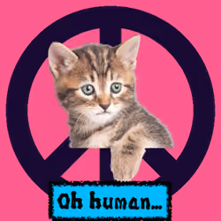 War, peace, and cat #273
