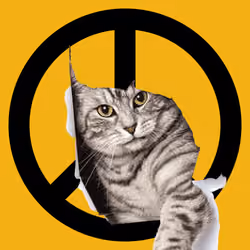 War, peace, and cat #557