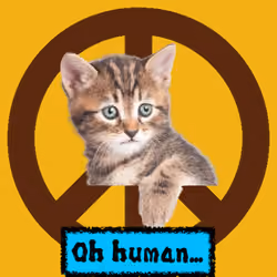 War, peace, and cat #332