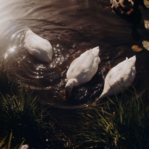 0xb29736487afe97c33cef31986a803f03088c873e