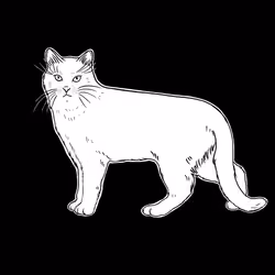 The Sad Cat #6079