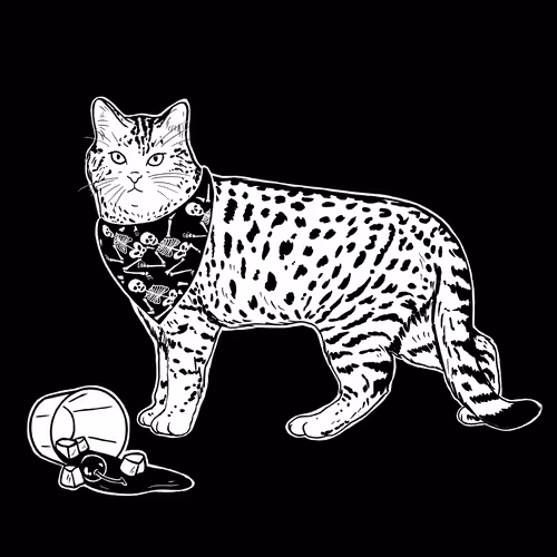 The Sad Cat #2465
