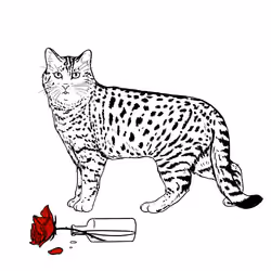 The Sad Cat #3481