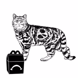 The Sad Cat #3777