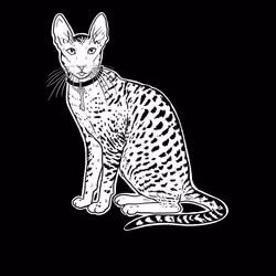 The Sad Cat #6163