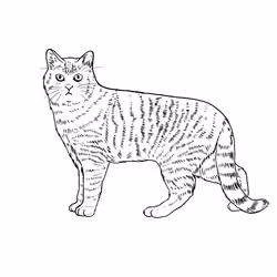 The Sad Cat #6124