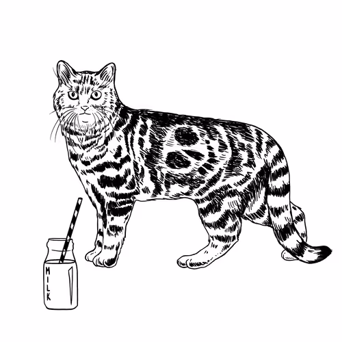 The Sad Cat #4442