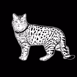 The Sad Cat #6511