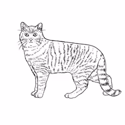 The Sad Cat #464