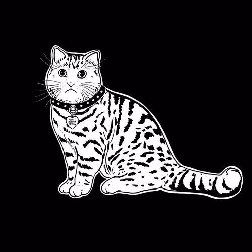 The Sad Cat #2259