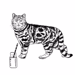 The Sad Cat #3504