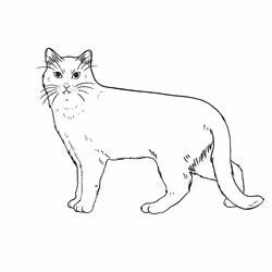 The Sad Cat #2525