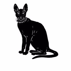 The Sad Cat #6953