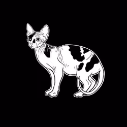 The Sad Cat #3885