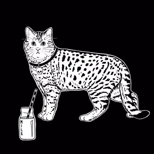 The Sad Cat #5826