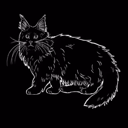 The Sad Cat #6306