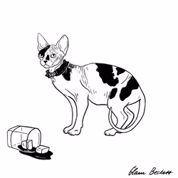 The Sad Cat #4136