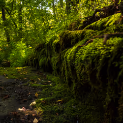 8 - Steps Of Green