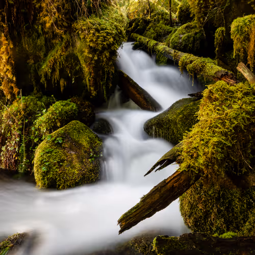 14 - White Water Mosses